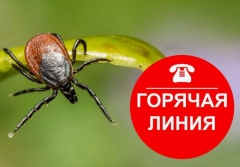«Горячая линия» по вопросам профилактики инфекций, передающихся клещами