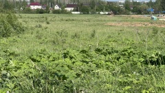 Заросли борщевика Сосновского в регионе будут фиксировать с помощью автоматических комплексов.